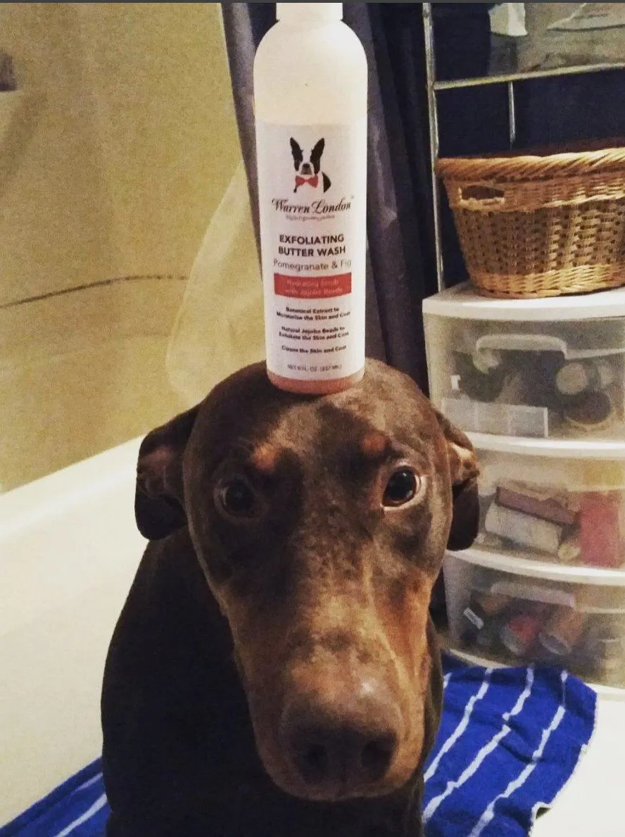 Exfoliating Butter Wash Dog Shampoo Gallons - With Natural Jojoba Beads