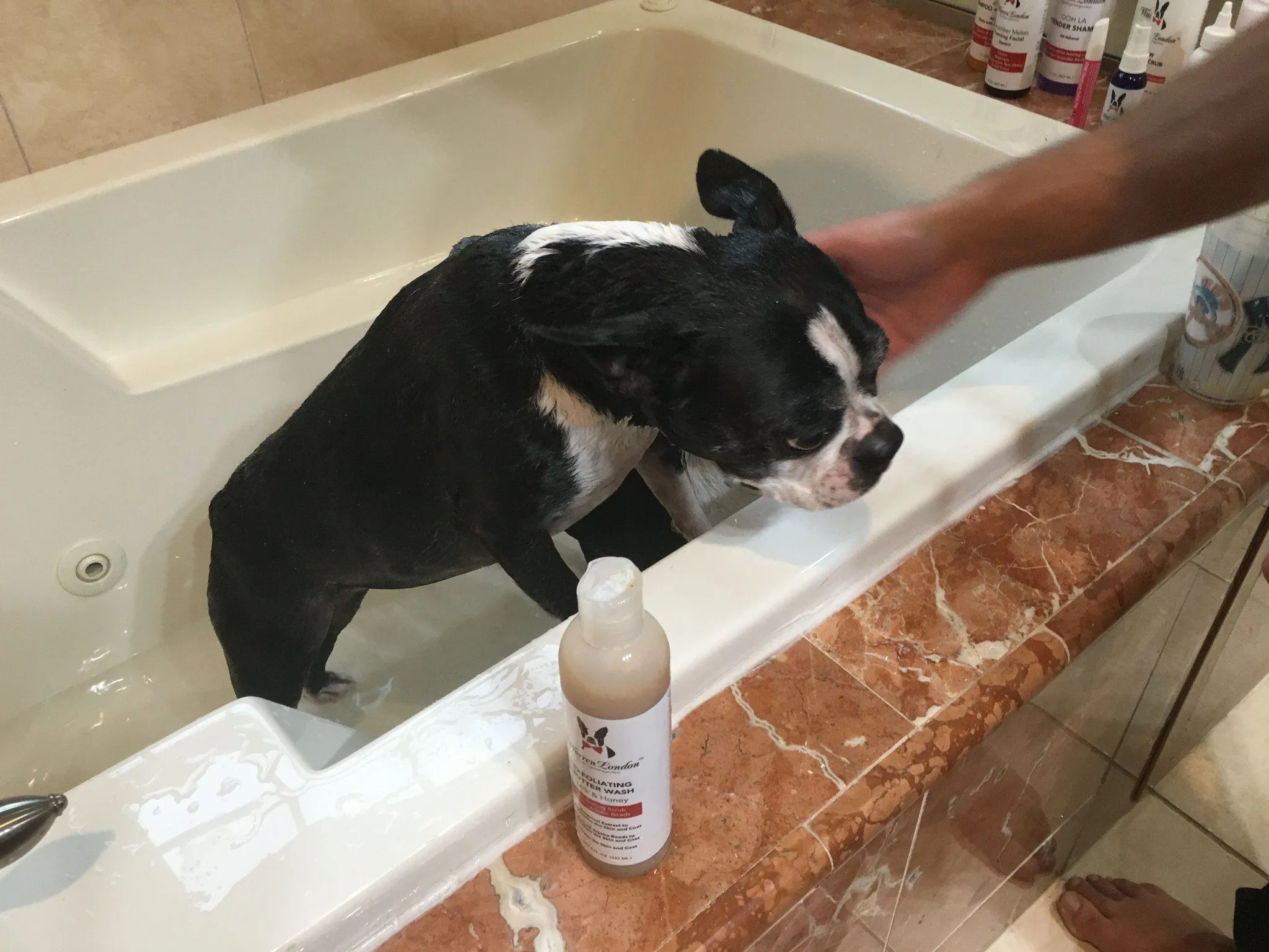 Exfoliating Butter Wash Dog Shampoo Gallons - With Natural Jojoba Beads